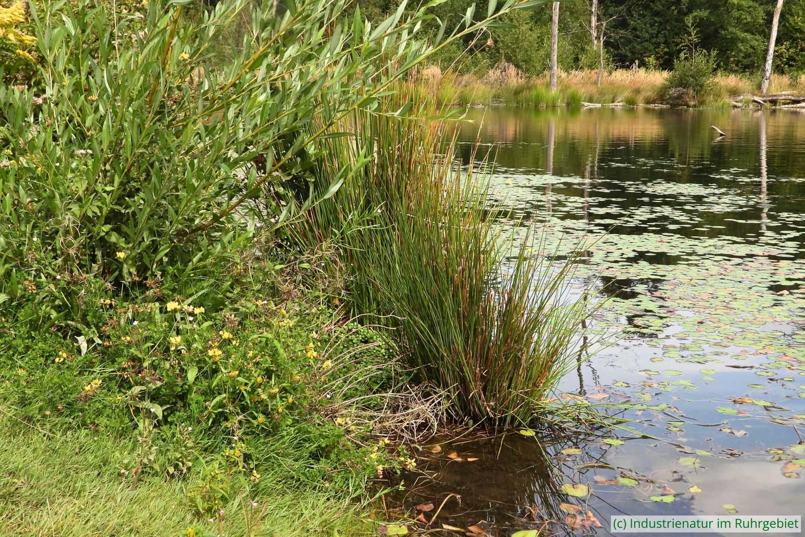 An Ufer des Deichs im Elsbachsee, 21.08.2022