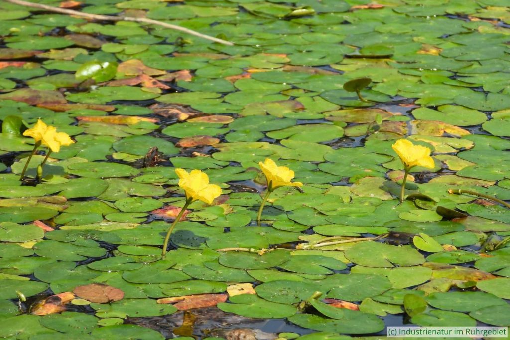 Europäische Seekanne (Nymphoides peltata), Elsbachsee, Kirchheller Heide, 21.08.2022