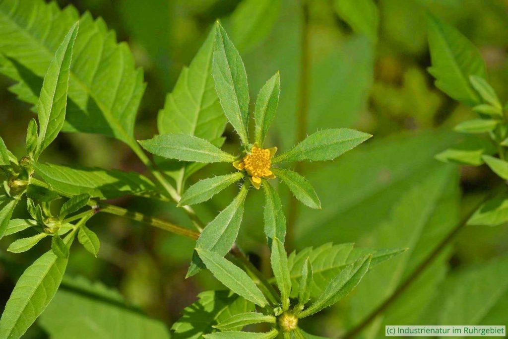 Schwarzfrüchtige Zweizahn (Bidens frondosa), Elsbachsee, Kirchheller Heide, 28.08.2022