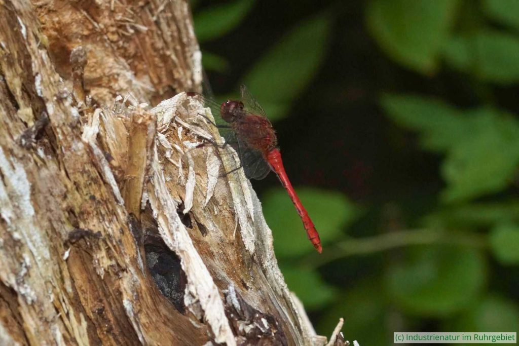 Männliche Blutrote Heidelibelle (Sympetrum sanguineum), Elsbachsee, Kirchheller Heide, 28.08.2022