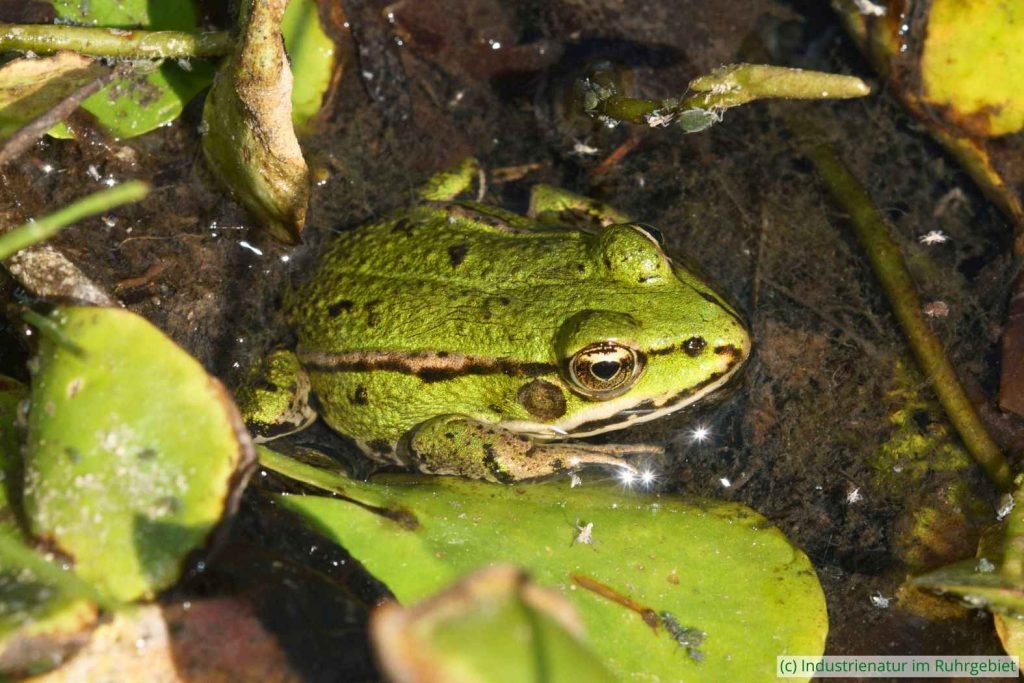 Wasserfrosch (Pelophylax sp.), Elsbachsee, Kirchheller Heide, 28.08.2022