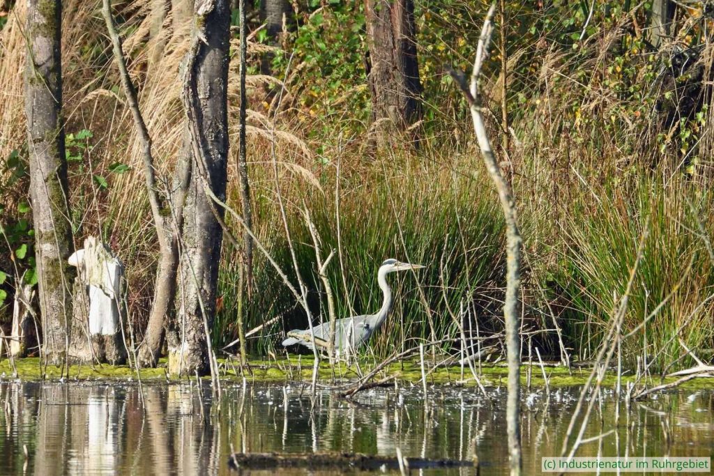 Graureiher (Ardea cinerea), Elsbachsee, Kirchheller Heide, 29.10.2022