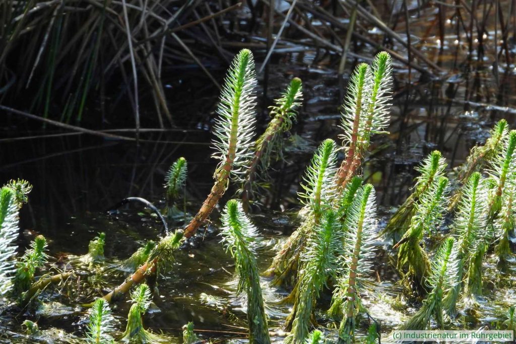 Gewöhnlicher Tannenwedel (Hippuris vulgaris), Elsbachsee, Kirchheller Heide, 19.04.2023