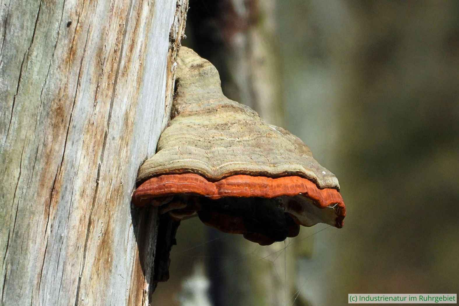 Rotrandiger Baumschwamm (Fomitopsis pinicola), Elsbachsee, Kirchheller Heide,19.04.2023