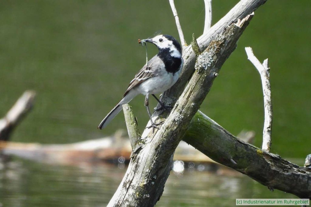 Bachstelze (Motacilla alba) mit erbeuteter Kleinlibelle, Elsbachsee, 14.05.2023