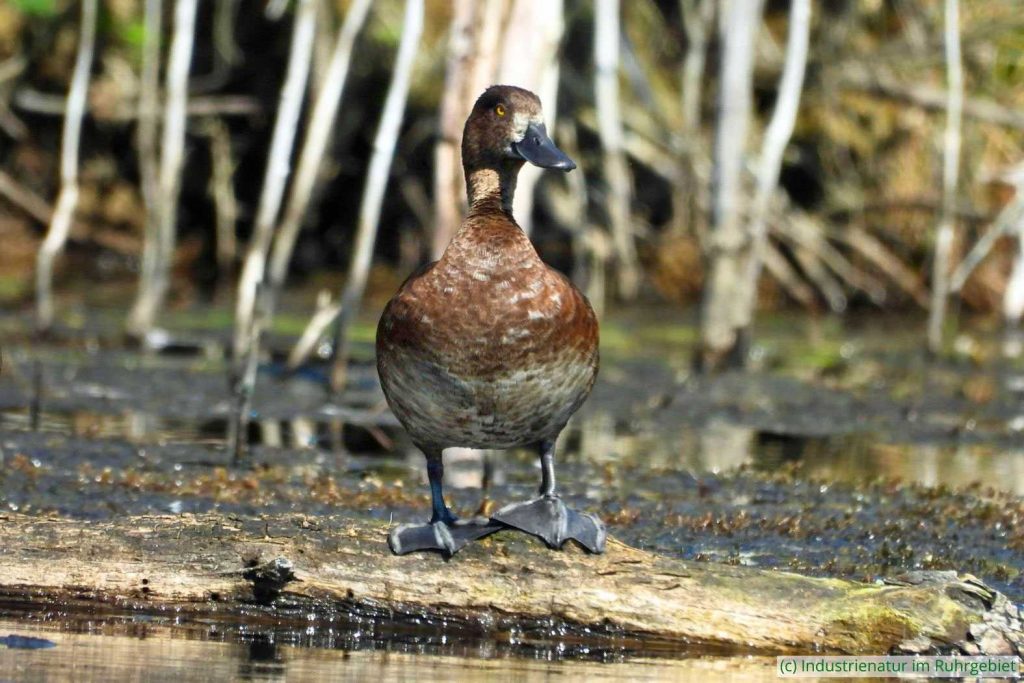 Reiherenten (Aythya fuligula), Kirchheller Heide, 23.08.2023