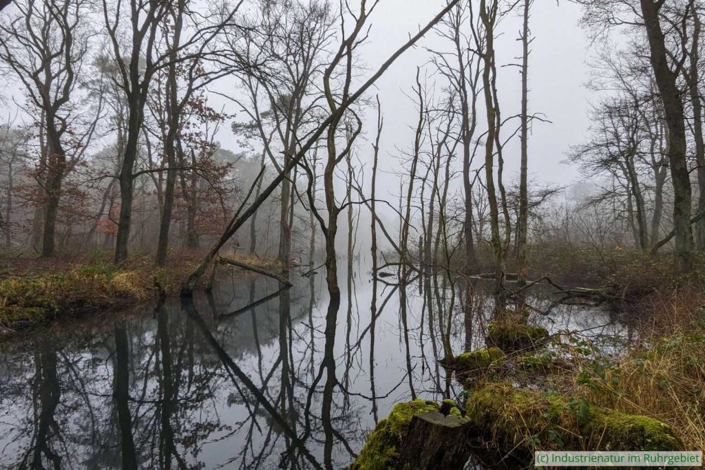 Nebeliger Wintertag an einem Bergsenkungsgewässer in der Kirchheller Heide, 26.12.2024