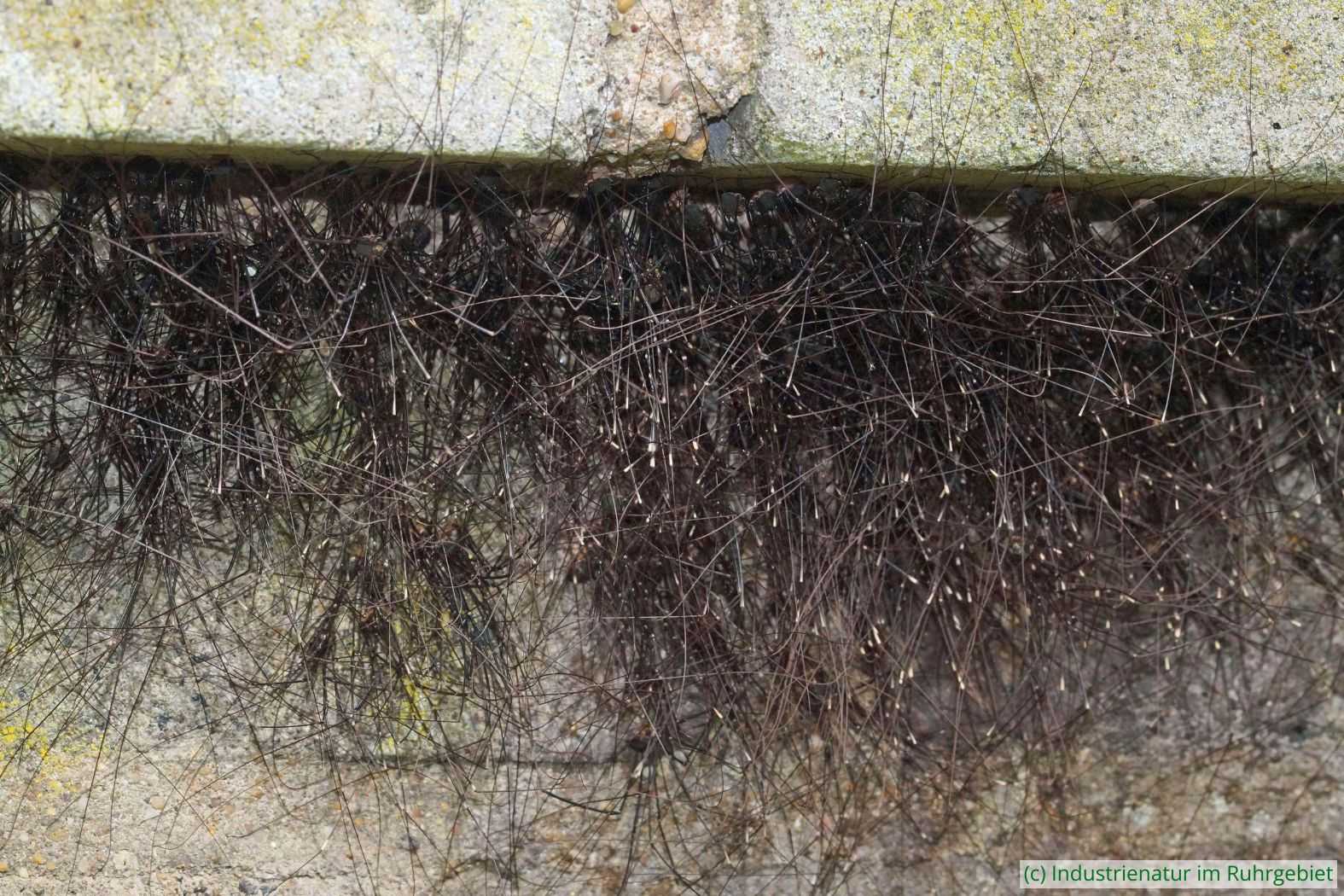 Gewimmel aus Beinen: Aggregation der Riesen-Weberknechte (Leiobunum sp. A), Landschaftspark Duisburg-Nord, 26.08.2021
