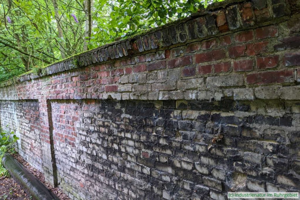 An Mauern wie dieser fühlen sich Riesen-Weberknechte (Leiobunum sp. A) wohl, Landschaftspark Duisburg-Nord, 26.08.2021