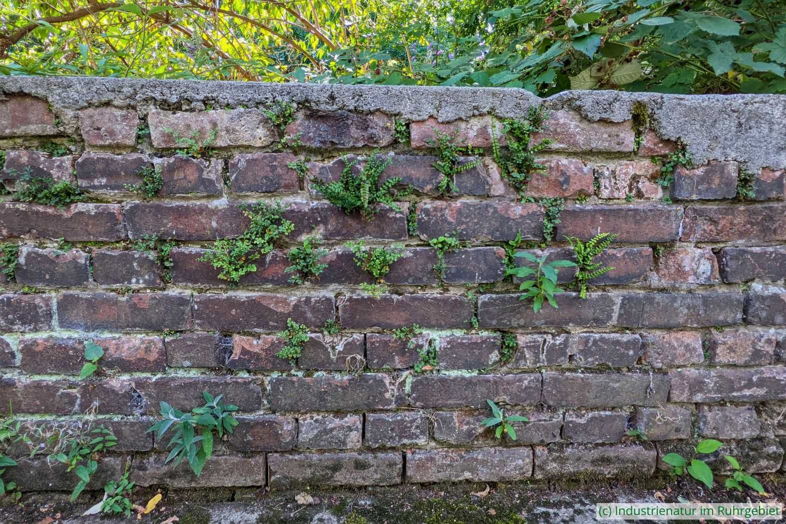 Mauer im Landschaftspark Duisburg-Nord, 06.08.2022