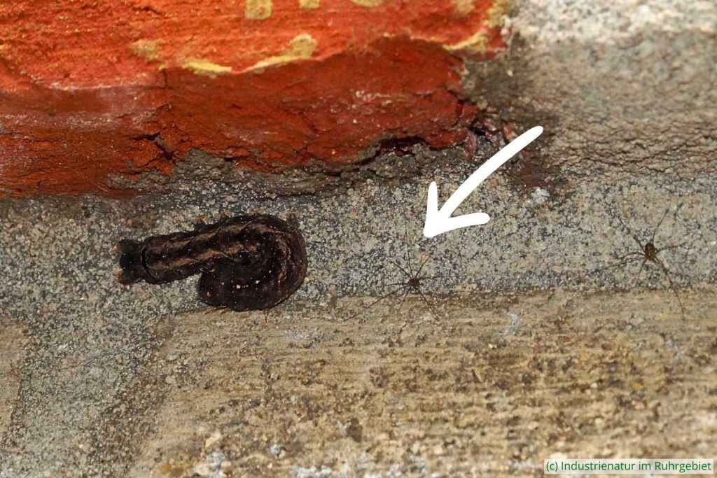 Junger Riesen-Weberknechte (Leiobunum sp. A) neben einer Raupe des Schwarzen Ordensbands (Mormo maura), Landschaftspark Duisburg-Nord, 11.04.2023