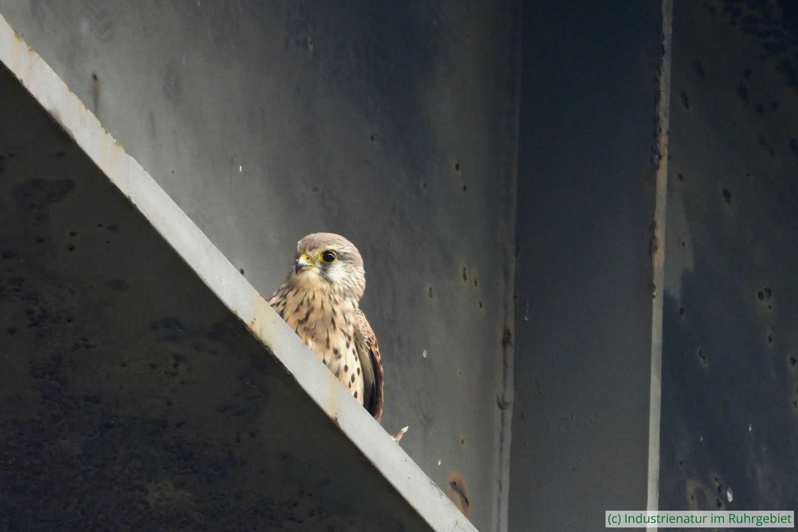 Turmfalke (Falco tinnunculus), Landschaftspark Duisburg-Nord, 09.10.2023