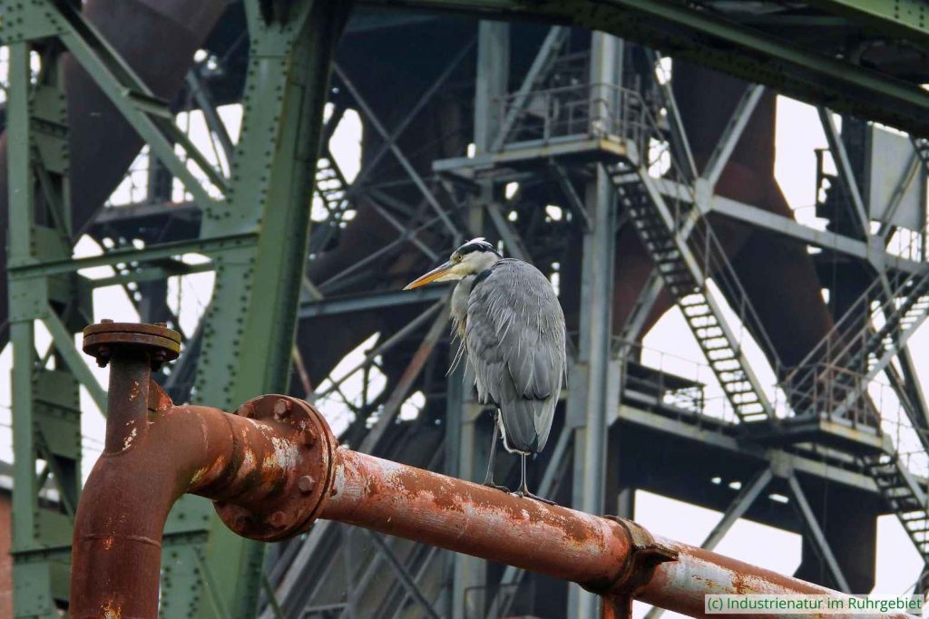 Graureiher (Ardea cinerea), Landschaftspark Duisburg-Nord, 09.10.2023