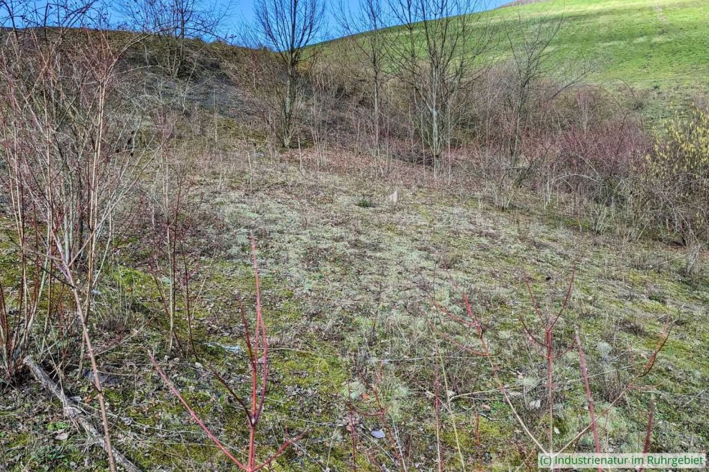 Lebensraum der Cladonia-Flechten auf der Mottbruchhalde, 26.02.2023