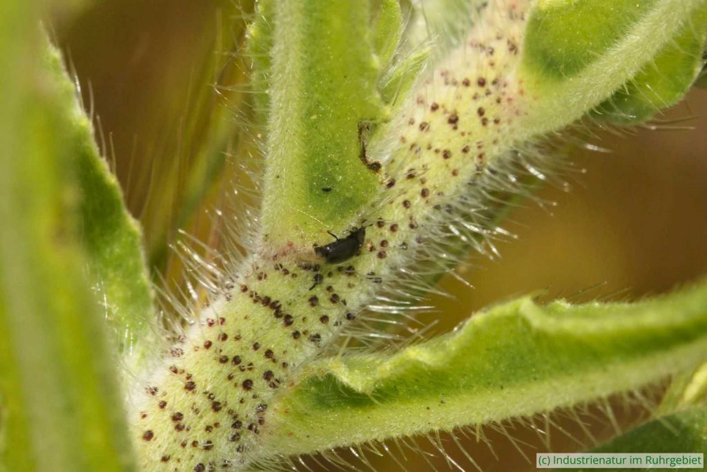 Behaarter Stängel des Gewöhnlichen Natternkopfs (Echium vulgare), Mottbruchhalde, 29.05.2023