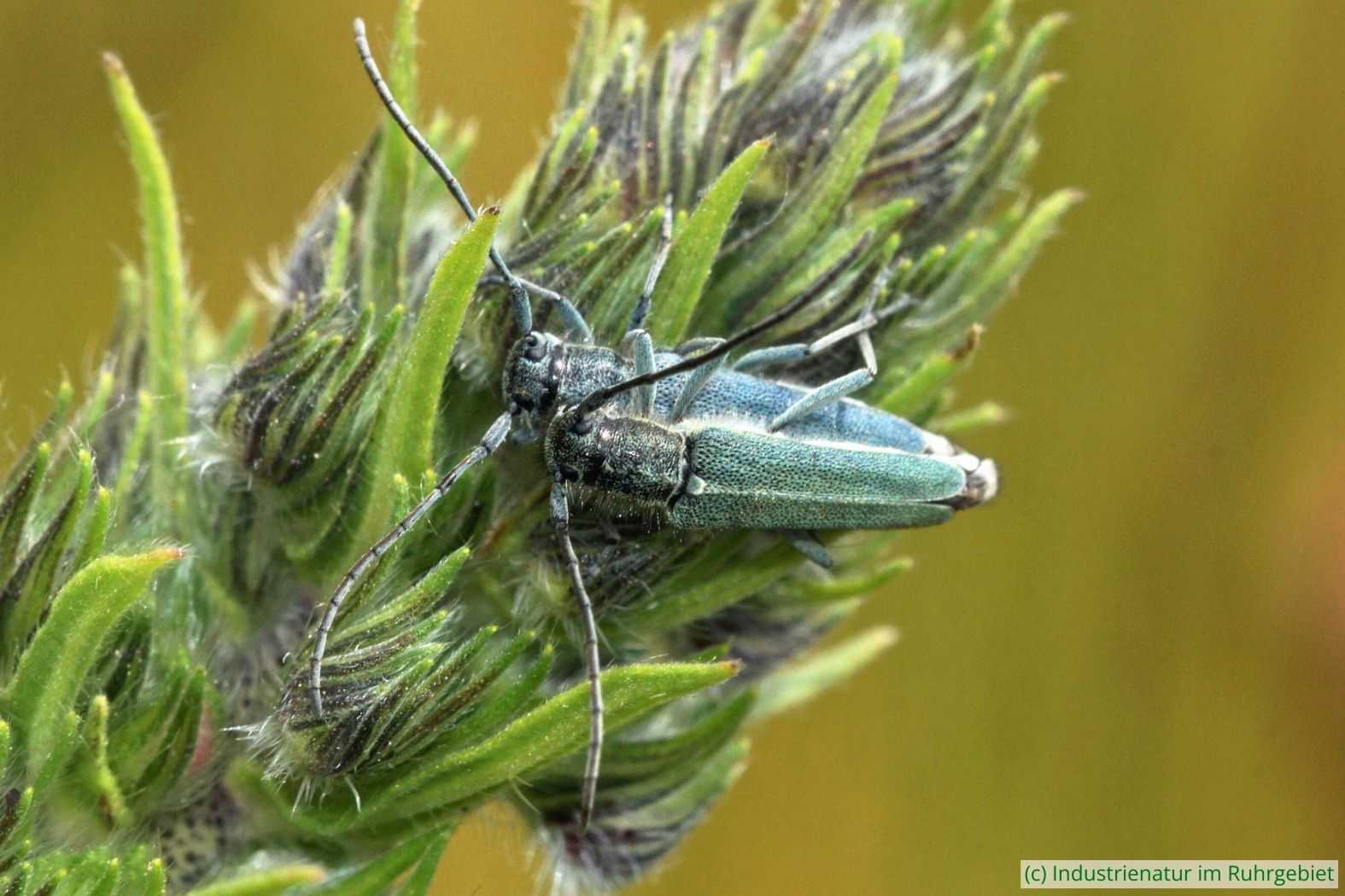 Dichtpunktierter Walzenhalsbock (Opsilia coerulescens) – Paarung, Mottbruchhalde, 29.05.2023