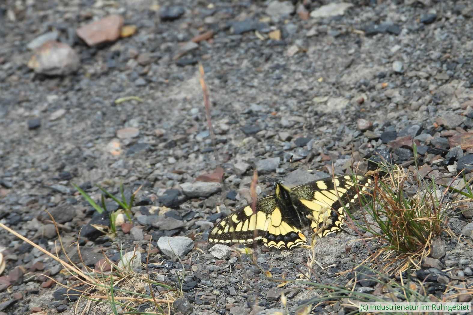 Schwalbenschwanz (Papilio machaon), Mottbruchhalde, 29.05.2023