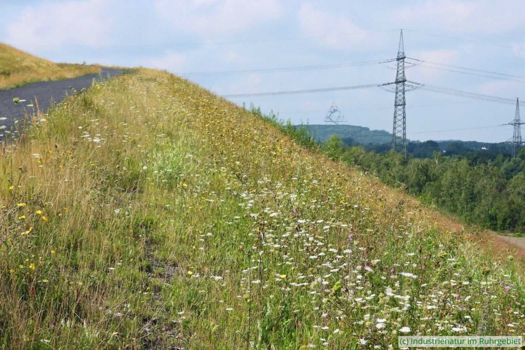 Haldenhang mit Wilder Möhre (Daucus carota), Mottbruchhalde, 05.08.2023