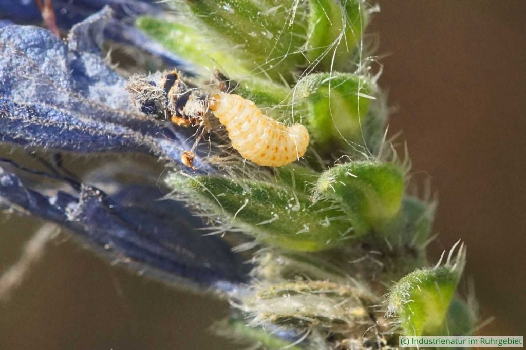 Raupe von Tinagma balteolella, Mottbruchhalde, 25.06.2025