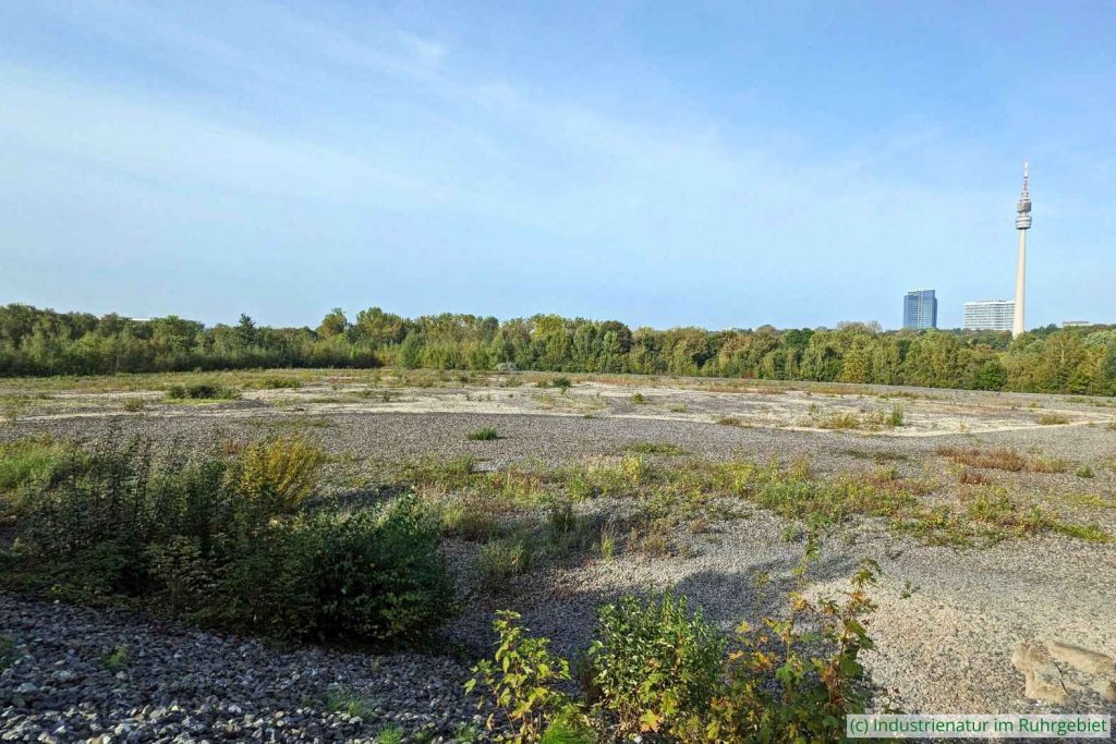 Lebensraum des Flussregenpfeifers (Charadrius dubius) auf der Halde Hympendahl, 10.10.2023