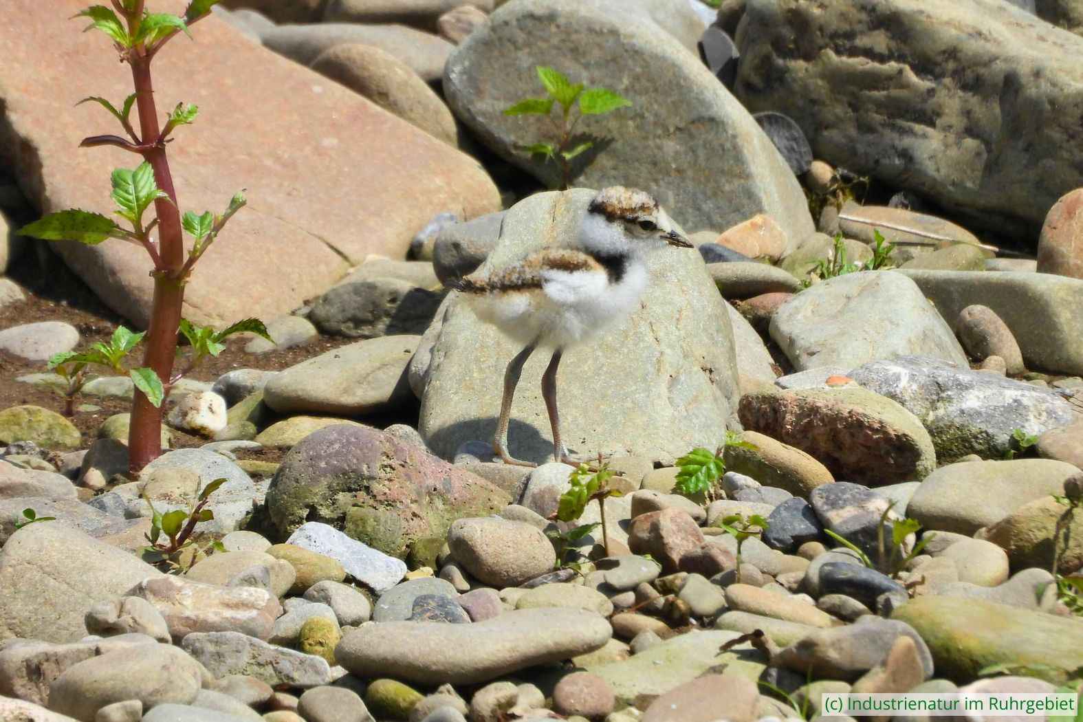 Junger Flussregenpfeifer (Charadrius dubius) in der Lenneaue in Hagen, 23.05.2024