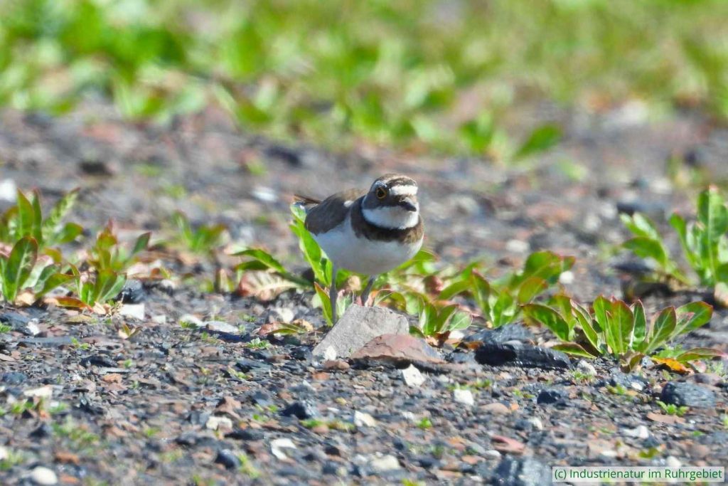 Flussregenpfeifer (Charadrius dubius), Schurenbachhalde, 06.04.2020