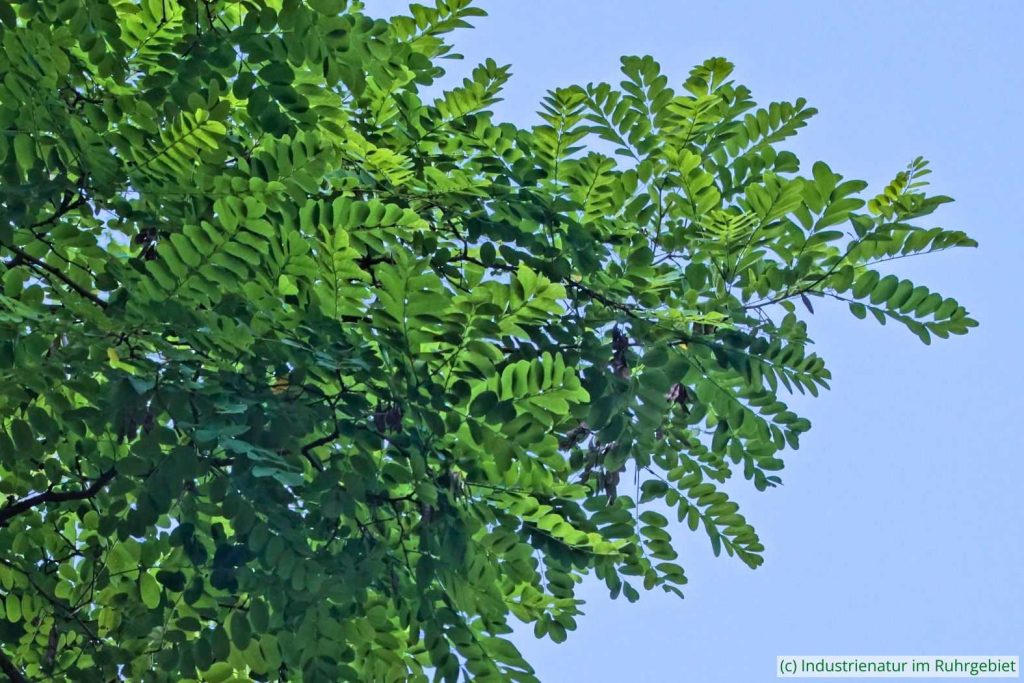 Typische gefiederte Blätter der Gewöhnlichen Robinie (Robinia pseudoacacia), Schurenbachhalde, 02.07.2021