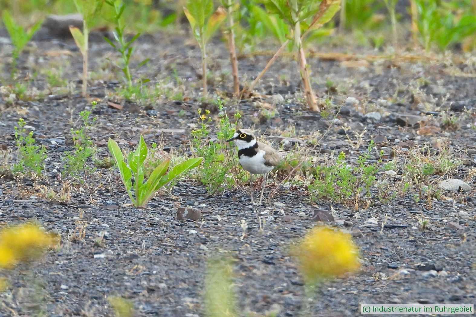 Flussregenpfeifer (Charadrius dubius), Schurenbachhalde, 20.06.2022