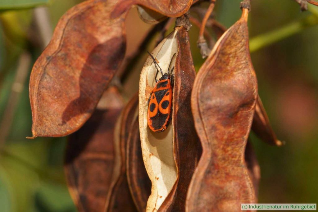 Gemeine Feuerwanze (Pyrrhocoris apterus) besaugt eine Frucht der Gewöhnlichen Robinie (Robinia pseudoacacia), Schurenbachhalde, 30.09.2022