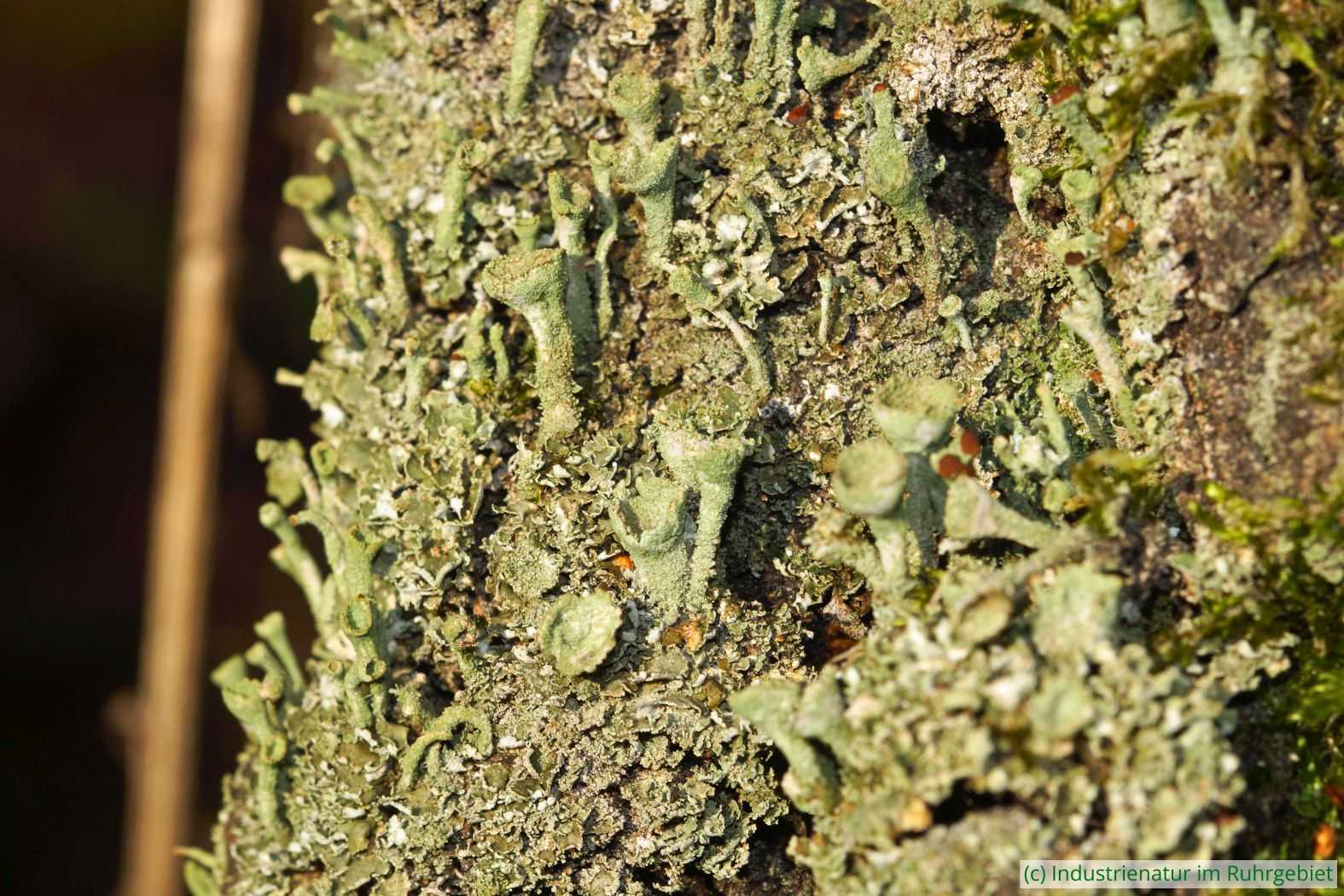 Grünliche Becherflechte (Cladonia chlorophaea), Schurenbachhalde, 30.09.2022