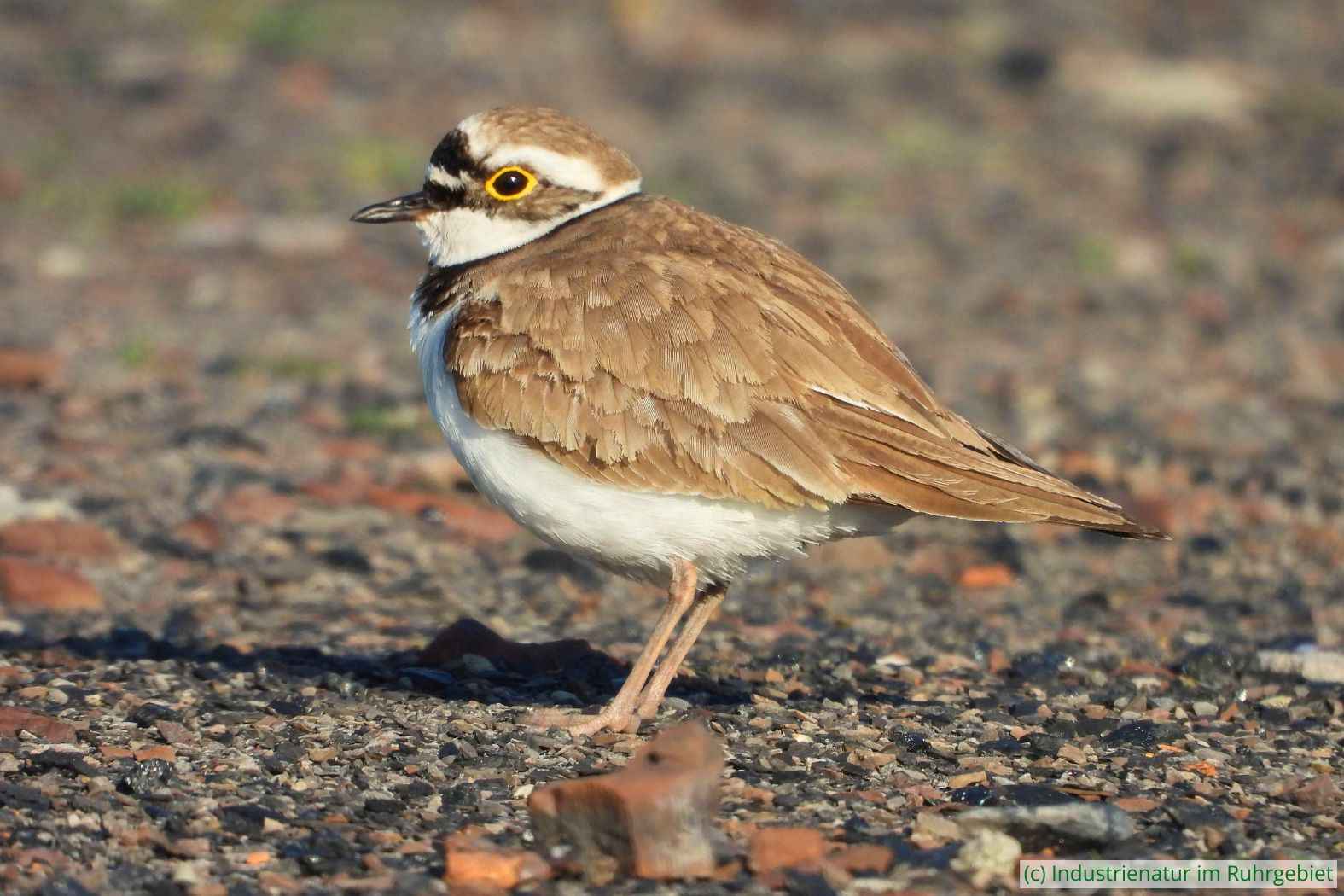 Flussregenpfeifer (Charadrius dubius), Schurenbachhalde, 03.05.2023