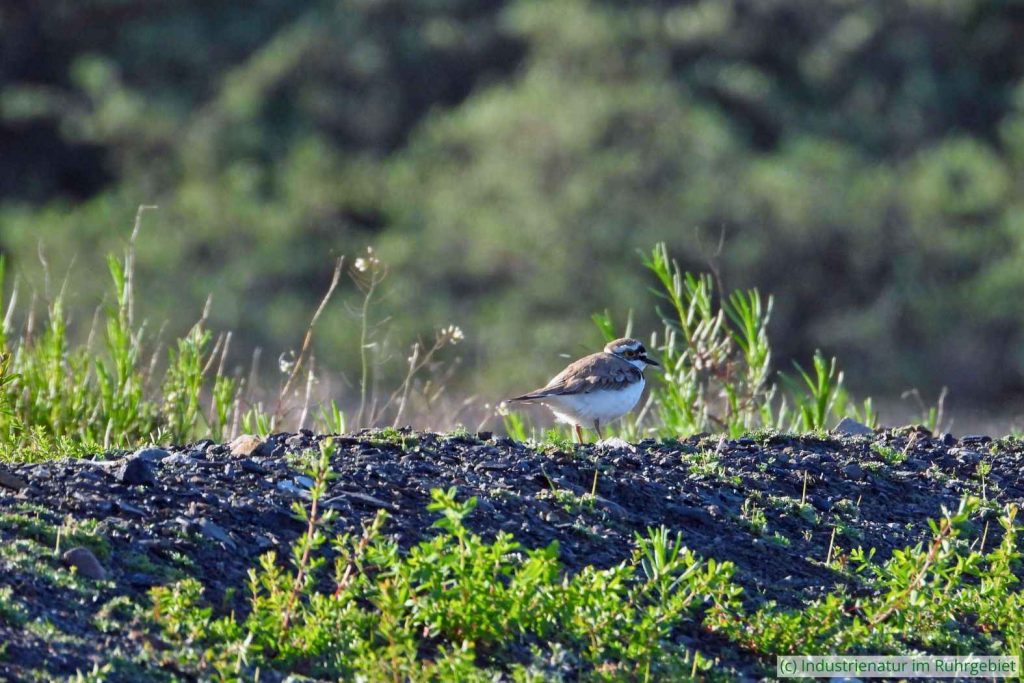 Flussregenpfeifer (Charadrius dubius), Schurenbachhalde, 03.05.2023