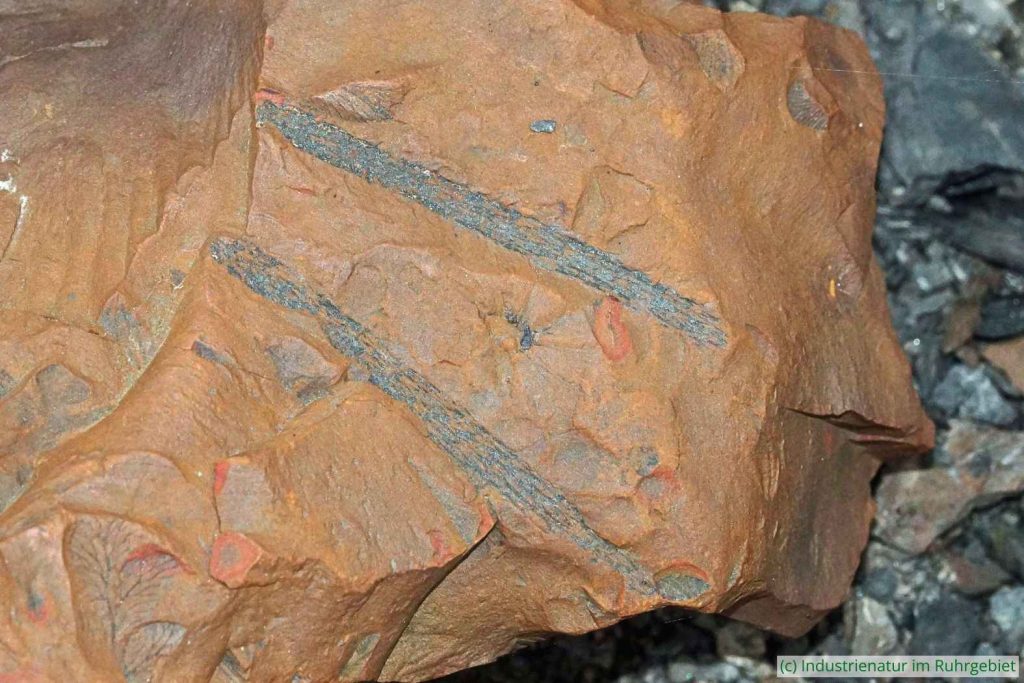 Unbestimmtes Fossil Nr. 1, Schurenbachhalde, 27.07.2024