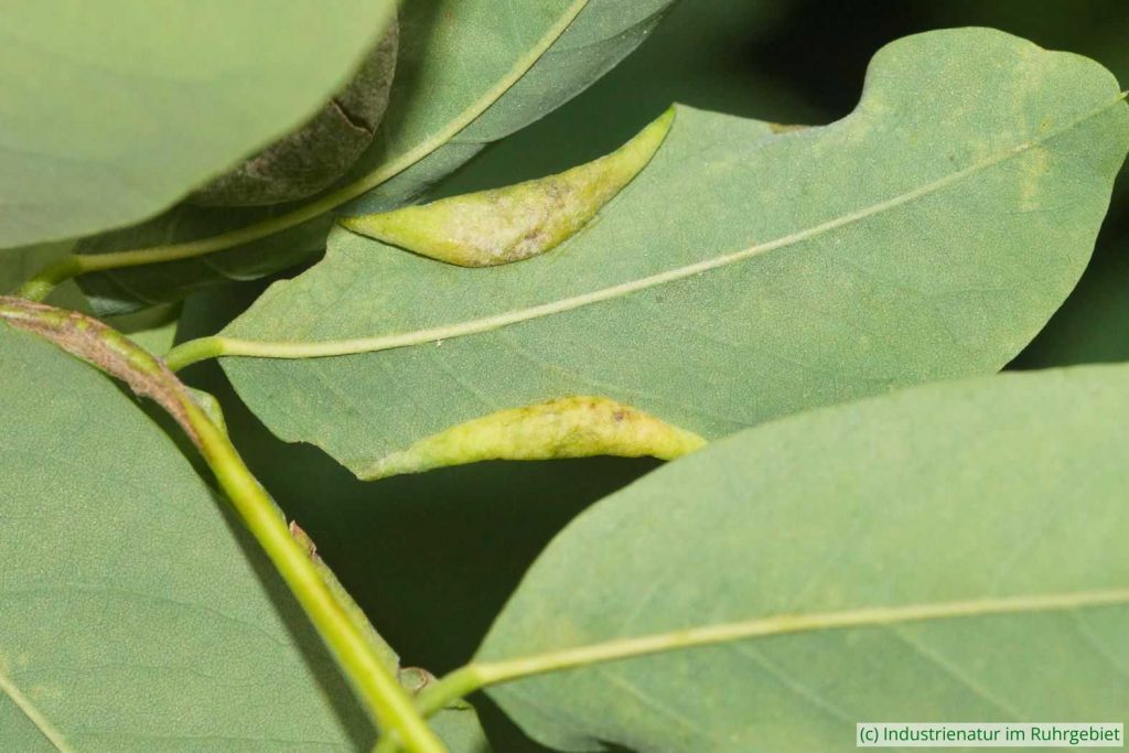 Durch die Robinienblattroll-Gallmücke (Obolodiplosis robiniae) veränderte Blätter der Gewöhnlichen Robinie (Robinia pseudoacacia), Schurenbachhalde, 27.07.2024