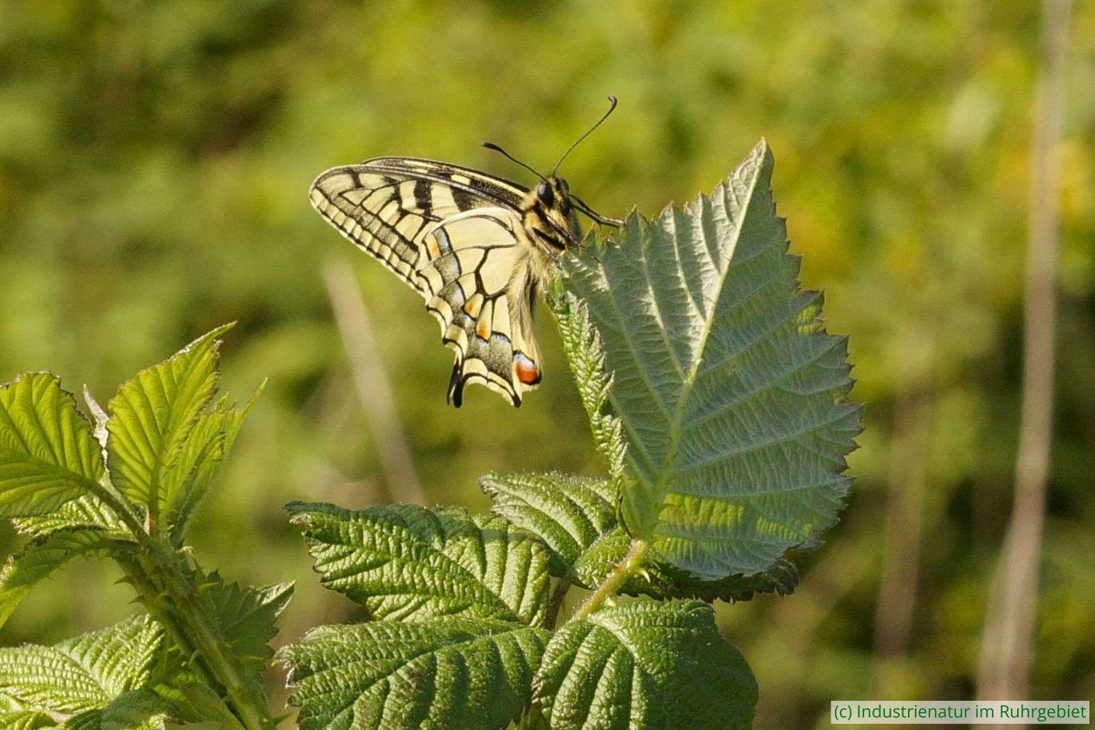 Schwalbenschwanz (Papilio machaon), Halde Beckstraße, 17.05.2017