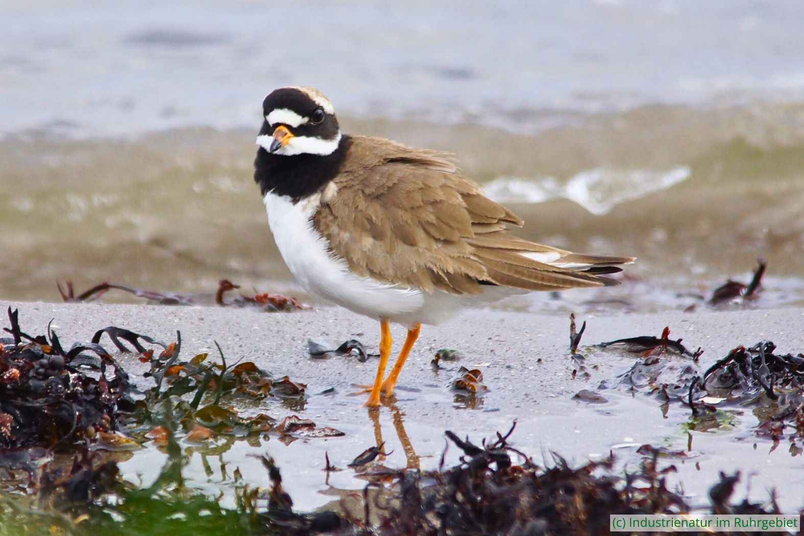 Sandregenpfeifer (Charadrius hiaticula), Nesseby/Norwegen, 13.06.2015