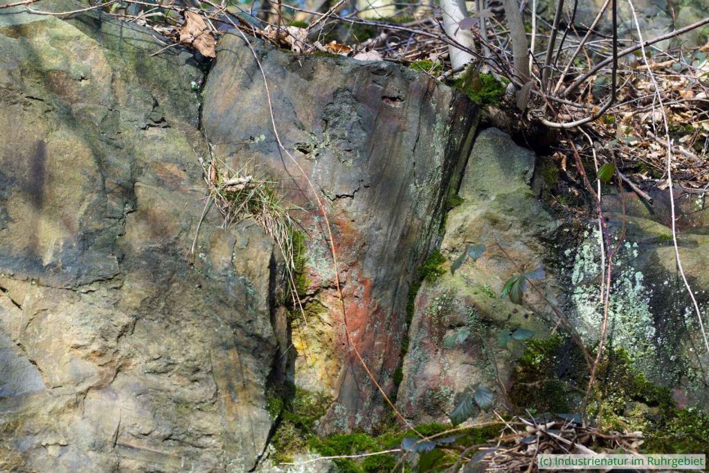 Fossilien wie dieser versteinerte Baumstumpf dürfen nicht beschädigt, aus den Wänden gelöst oder gar mitgenommen werden, Steinbruch Deilbachtal, 01.02.2024