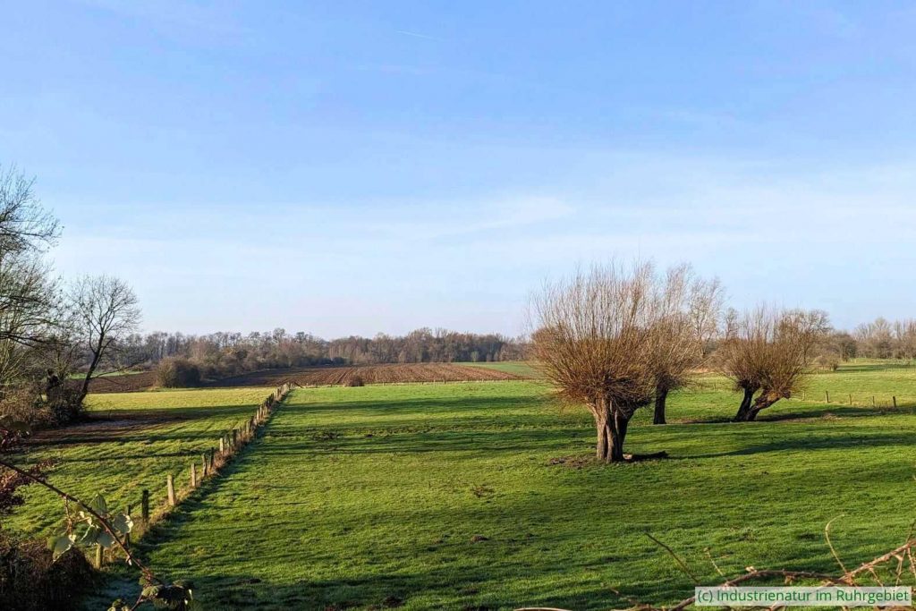 In der Walsumer Rheinaue – sie befindet sich im Naturraum Niederrheinisches Tiefland, 15.02.2023
