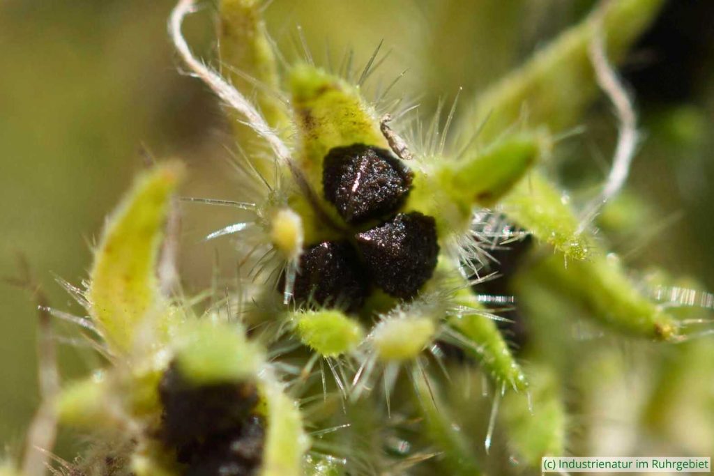 Samen des Gewöhnlichen Natternkopfs (Echium vulgare), Westpark Bochum, 05.08.2021