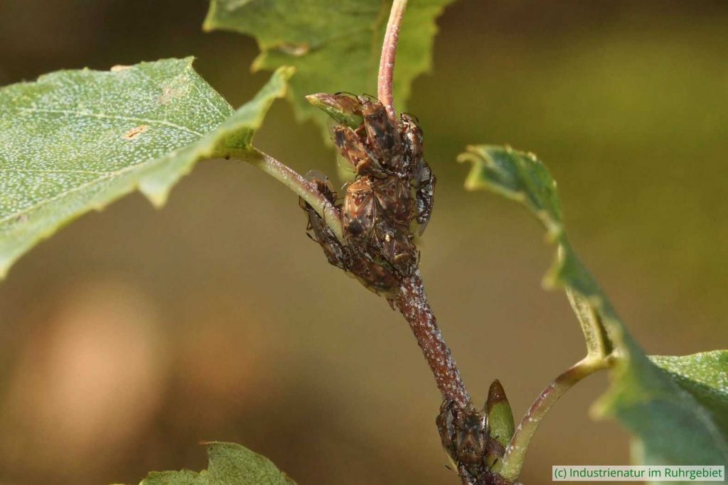 Birkenwanzen (Kleidocerys resedae) bilden im Herbst Gruppen, Westpark Bochum, 13.09.2024