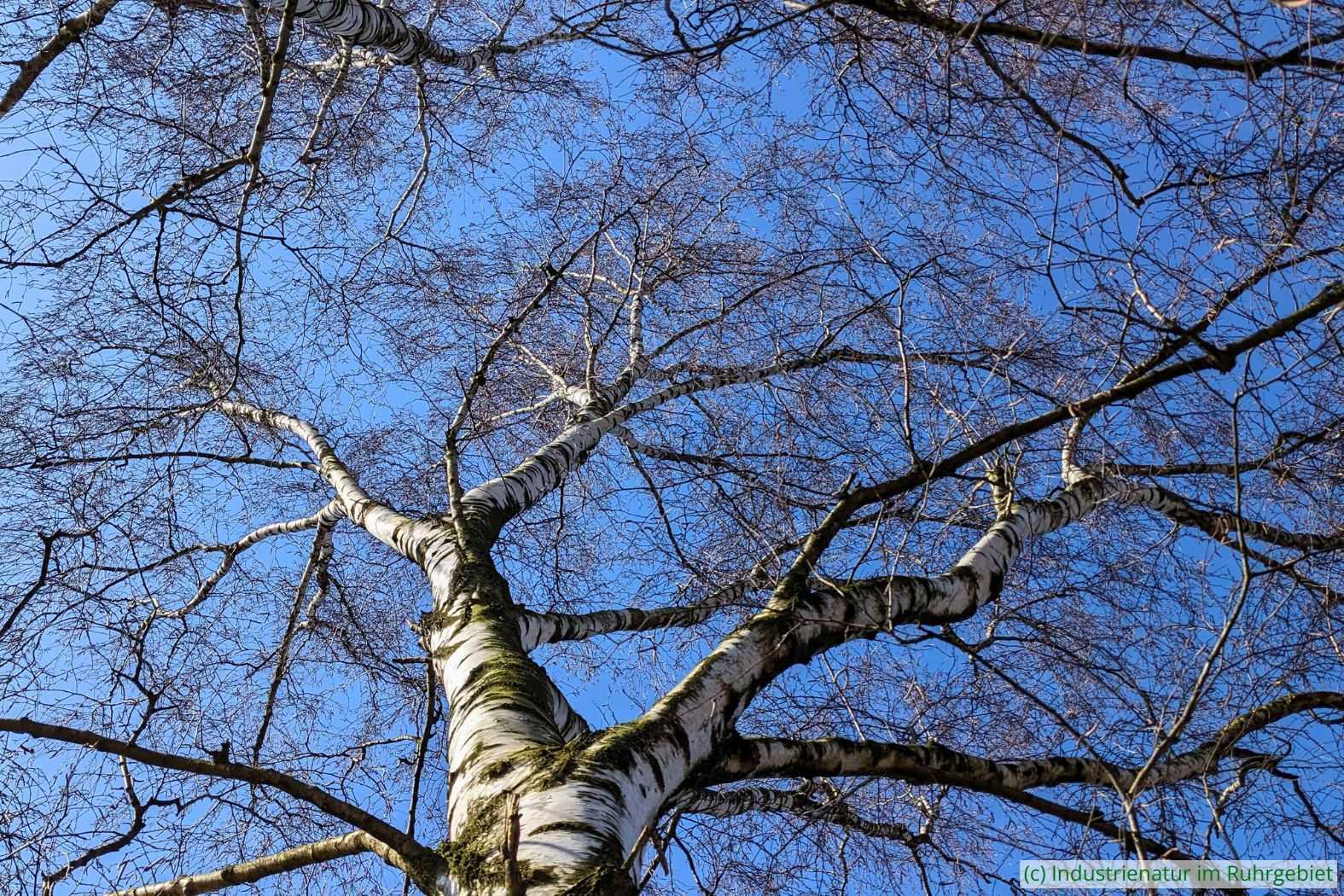 Hänge-Birke (Betula pendula), Westruper Heide, 09.03.2024