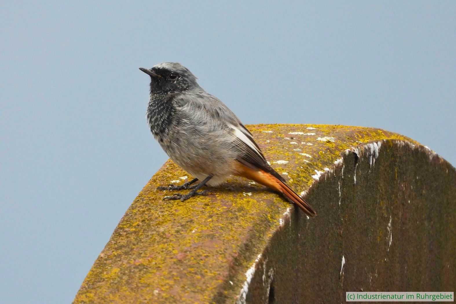 Männlicher Hausrotschwanz (Phoenicurus ochruros), Zeche Zollern, 22.09.2023