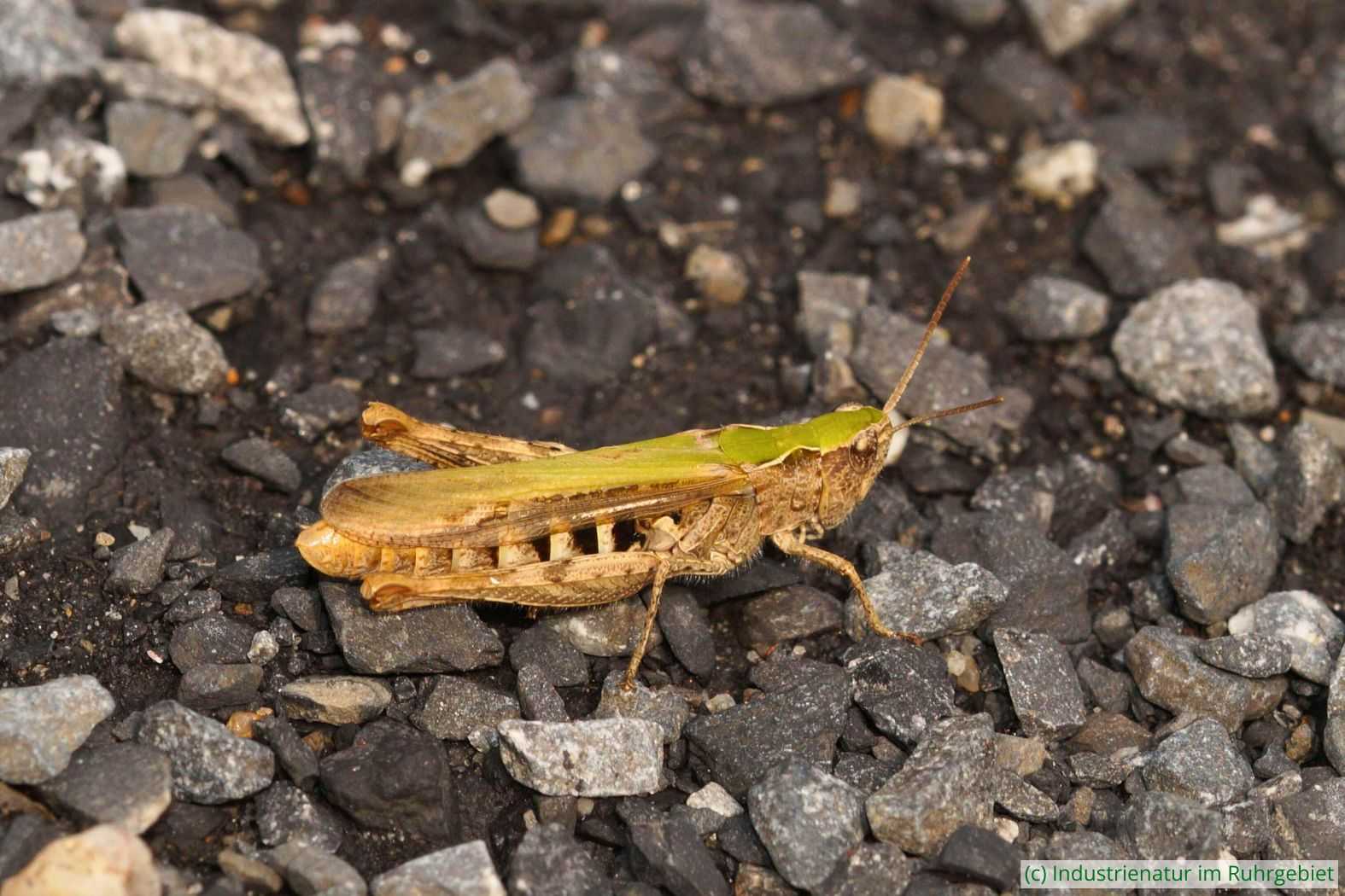 Chorthippus-Grashüpfer (Chorthippus sp.), UNESCO-Welterbe Zollverein, 09.06.2018