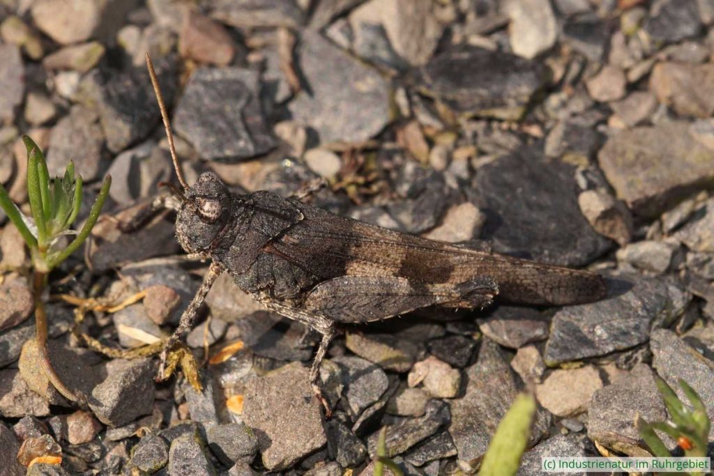 Blauflügelige Ödlandschrecke (Oedipoda caerulescens), UNESCO-Welterbe Zollverein, 30.06.2018