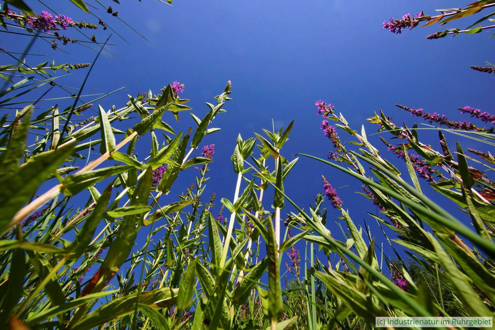 Blut-Weiderich (Lythrum salicaria), UNESCO-Welterbe Zollverein, 30.06.2018