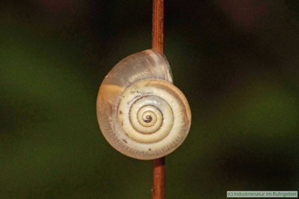 Kartäuserschnecke (Monacha cartusiana), UNESCO-Welterbe Zollverein, 29.06.2019