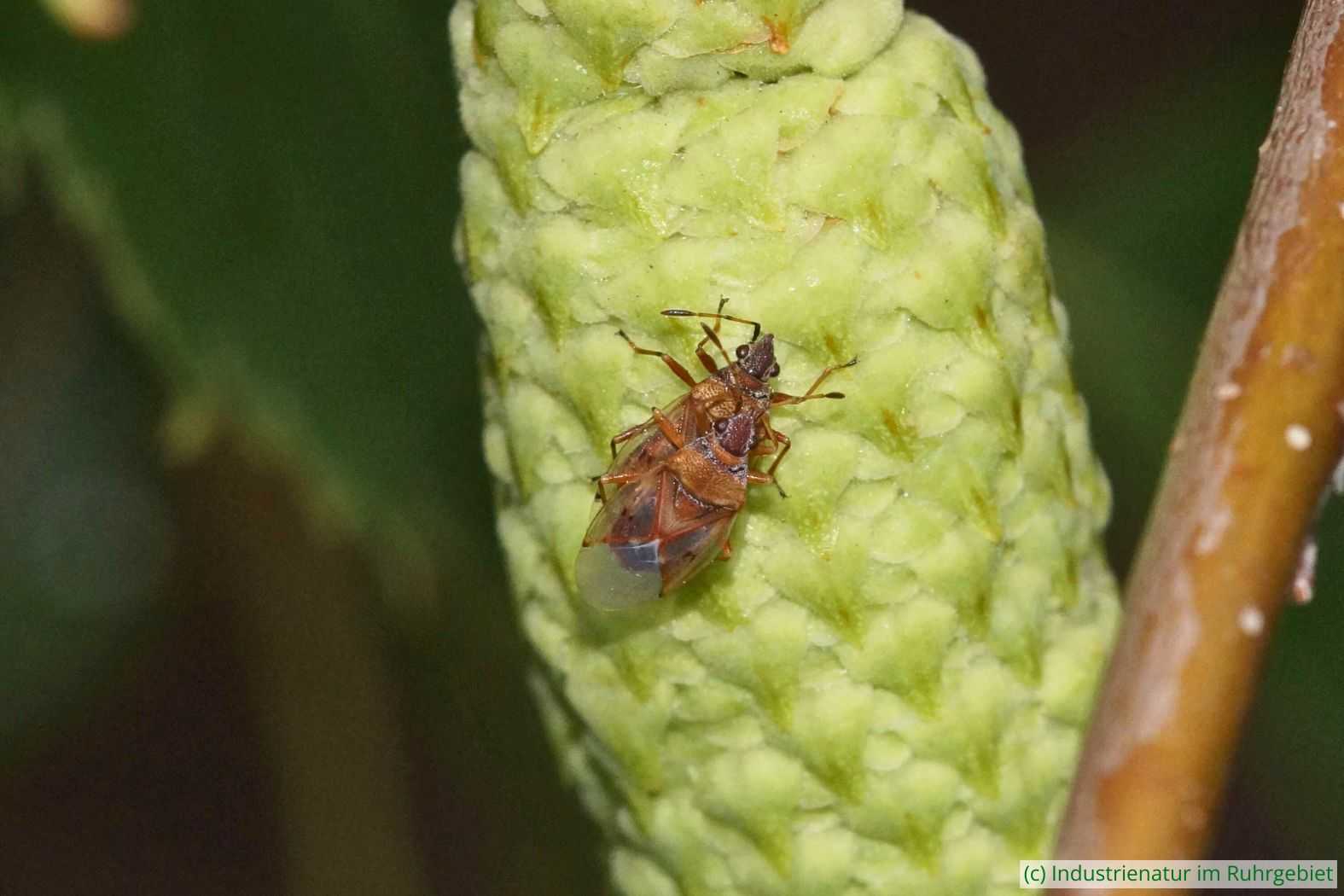Zwei Birkenwanzen (Kleidocerys resedae), UNESCO-Welterbe Zollverein, 13.06.2020