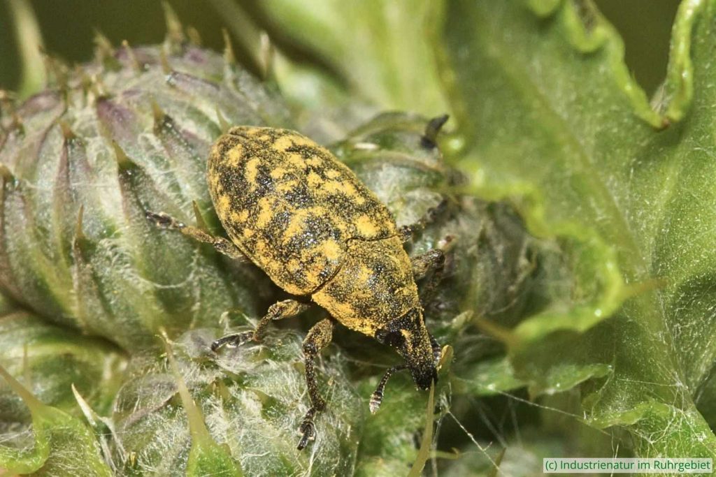 Kratzdistelrüssler (Larinus turbinatus), UNESCO-Welterbe Zollverein, 13.06.2020