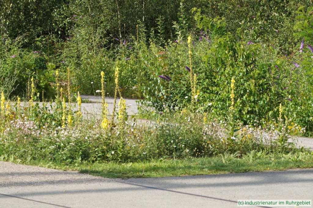 Königskerzen (Verbascum sp.) und weitere Pflanzen auf der südlichen Gleisharfe, UNESCO-Welterbe Zollverein, 22.07.2020