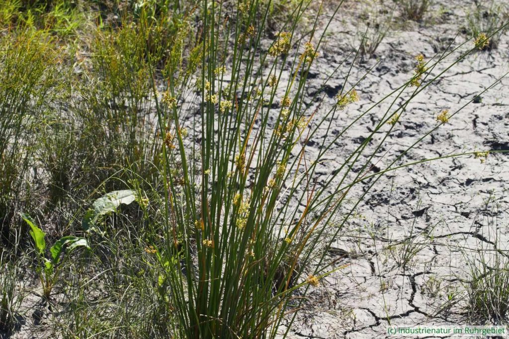 Flatter-Binse (Juncus effusus), UNESCO-Welterbe Zollverein, 19.06.2021